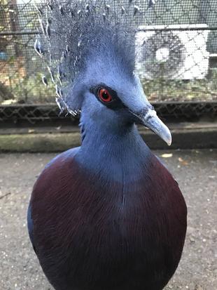 おちば、バイキング