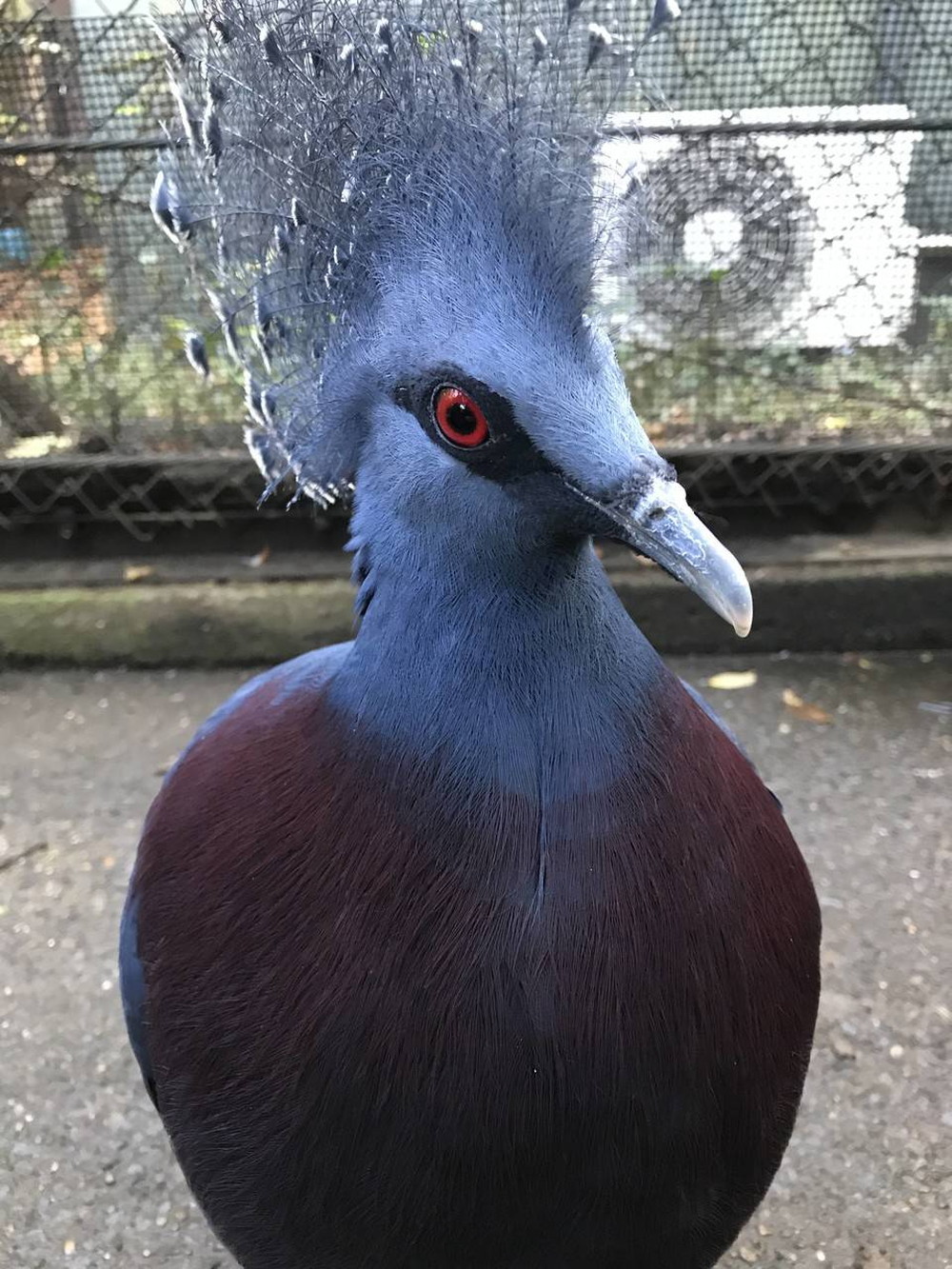 おちば、バイキングの写真