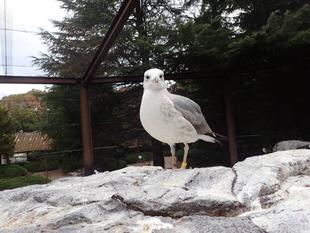 セグロカモメ成長記１０