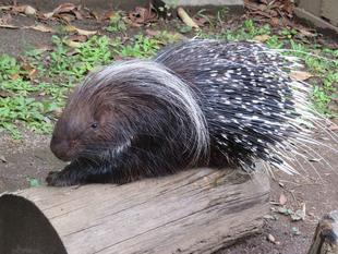 ネイロ来園1周年 ~後編~