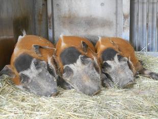 サバンナのイノシシ