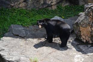 メガネグマとっておきタイムはじめました