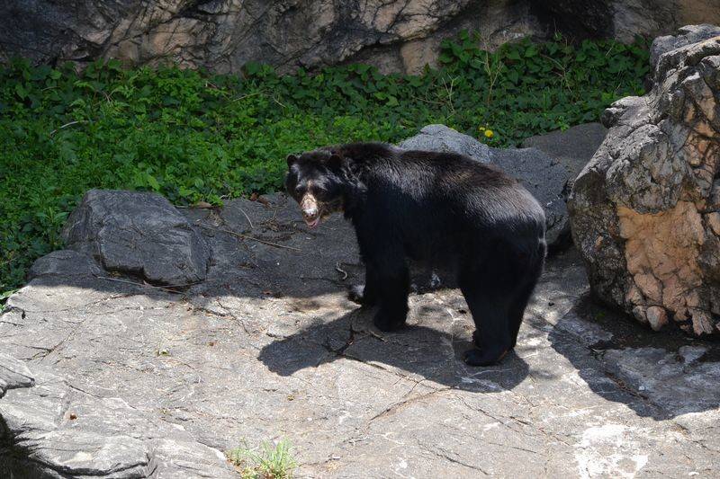 メガネグマとっておきタイムはじめましたの写真