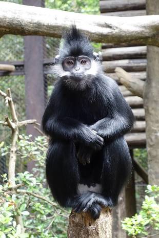 ヘアースタイルの謎