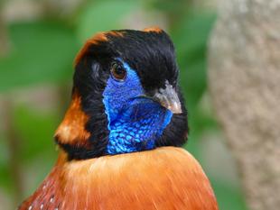 バードケージを楽しむコツ!