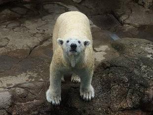 ズーラシアスクール第4回「ホッキョクグマのSOS」