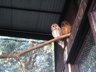 フクちゃんとチャッピーは今・・・