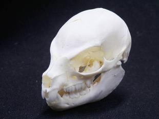 何の動物の頭骨？