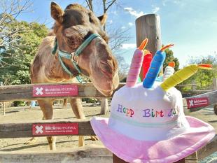 1月26日　ピノの誕生日！