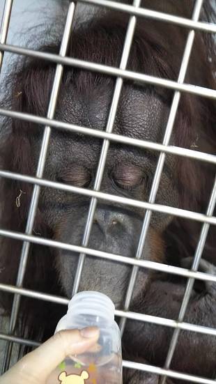 オランウータン朝の挨拶　ナナ