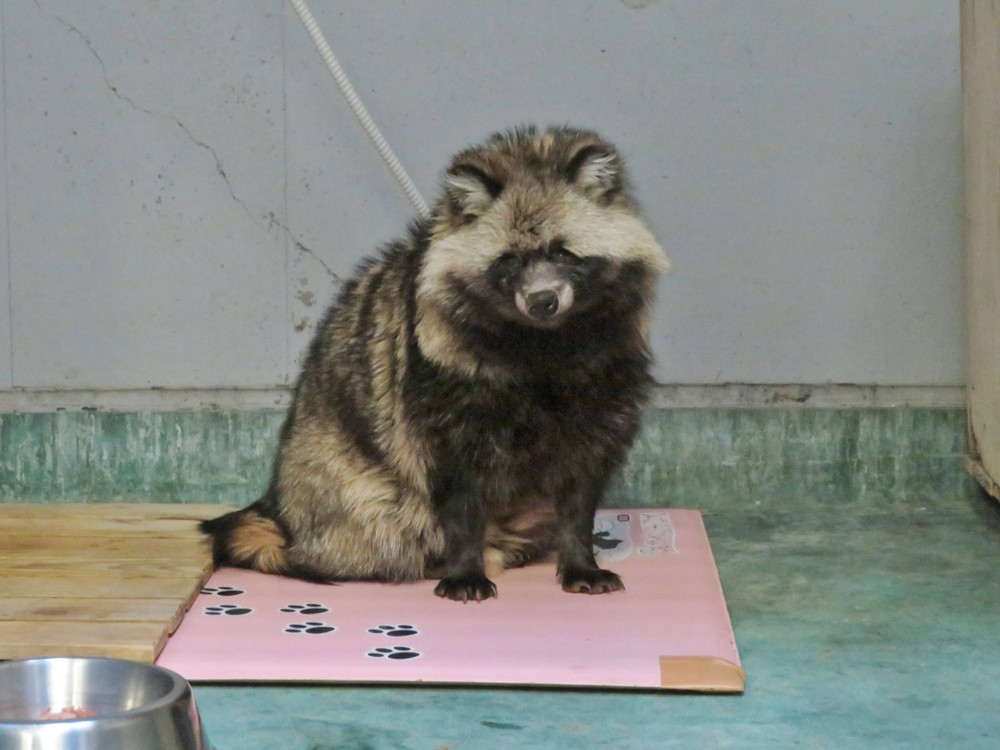 マサムネ、移動の写真