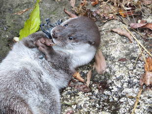 くねこお手柄！