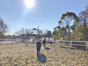 馬たちのお正月