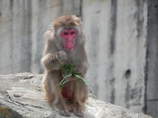 さようなら、トウコ