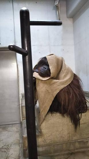 オランウータン朝の挨拶　ロビン