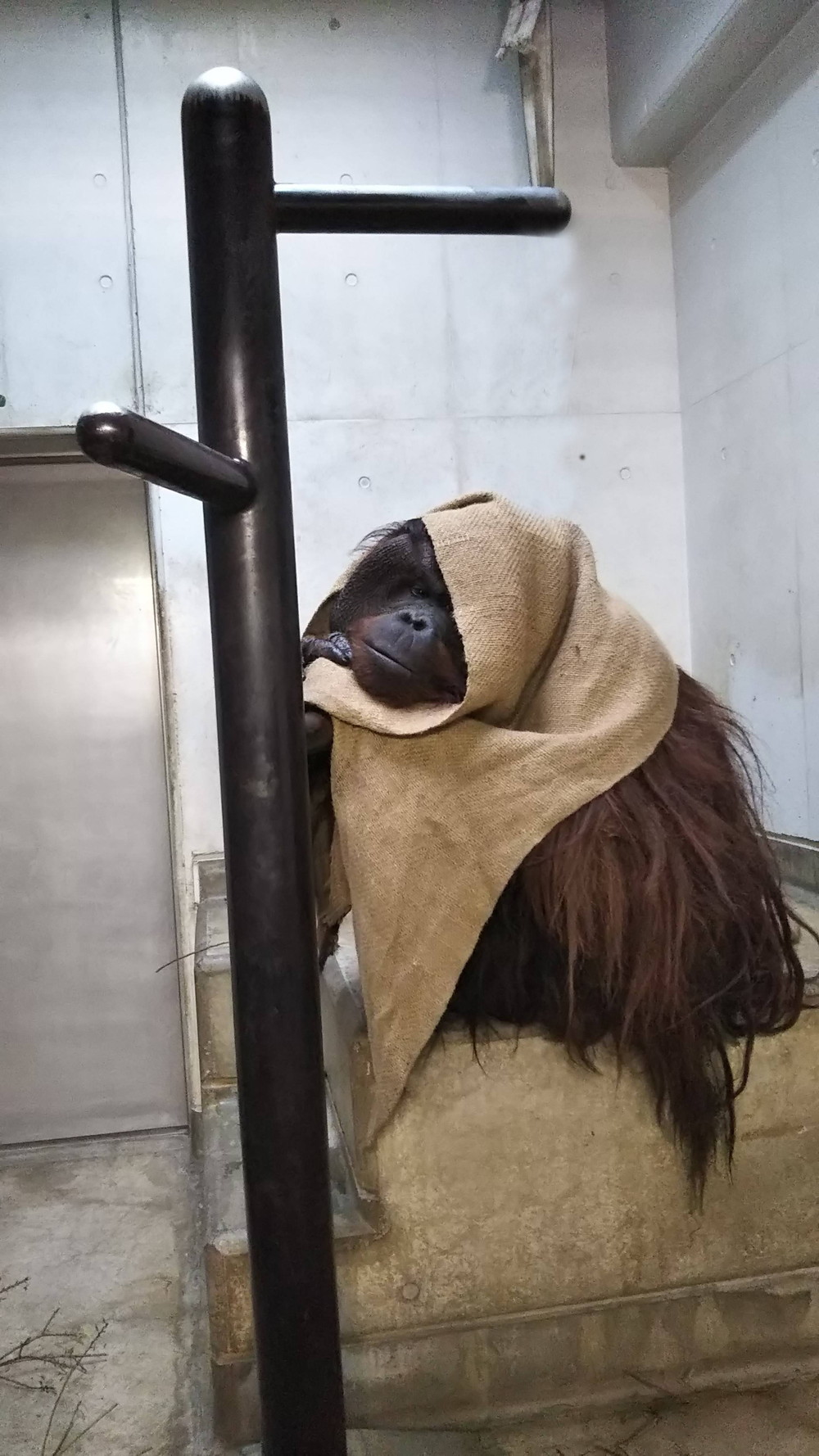 オランウータン朝の挨拶 ロビンの写真
