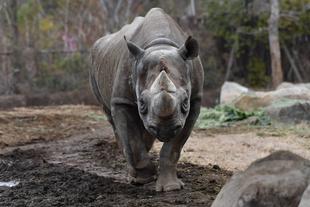 ズーラシアスクール第5回「アフリカの動物たち～サイのさいなん？！～」