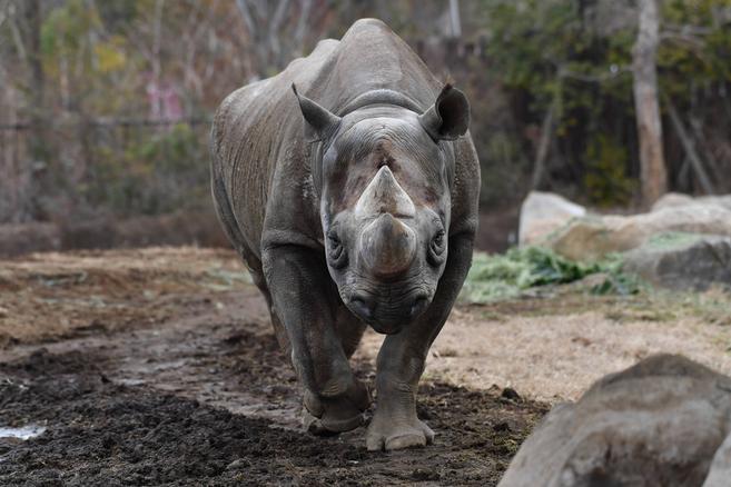 ズーラシアスクール第5回 アフリカの動物たち サイのさいなん ブログdeズーラシア よこはま動物園ズーラシア公式サイト 公益財団法人 横浜市緑の協会 ズーラシアスクール第5回 アフリカの動物たち サイのさいなん ブログdeズーラシア よこはま動物園ズーラシア公式サイト 公益財団法人 横浜市緑の協会