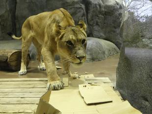 ニノとソラ、テレビ番組に出演しました