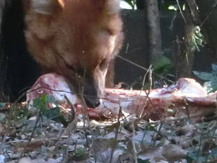 ドールにビッグなお正月プレゼント☆*+。