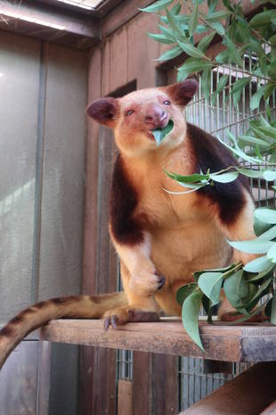 最近のセスジキノボリカンガルー