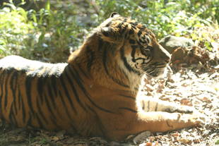 休園期間中に・・・