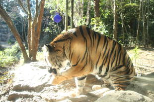 頂いた遊具で･･･　その4