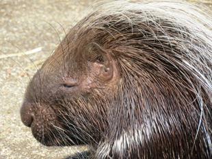 冬のヤマアラシ