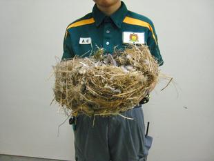 この巣なんの巣、気になる巣