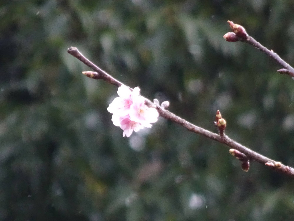 桜開花情報の写真