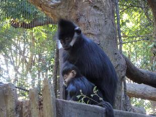 タンタンとモカ