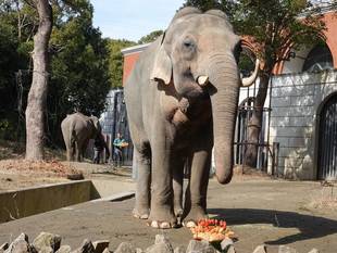 バレンタインデーだぞう！【1日目】
