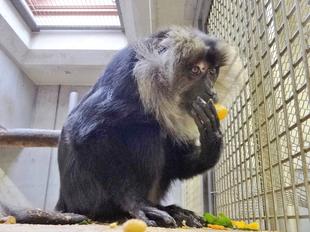 あげてみました②