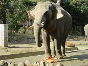 バレンタインデーだぞう！【準備編】