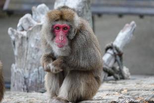 バリバリ食べます!