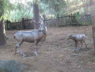 オブジェコレクション～亜寒帯の森編～