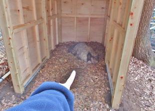 エミュー　ただ今抱卵中