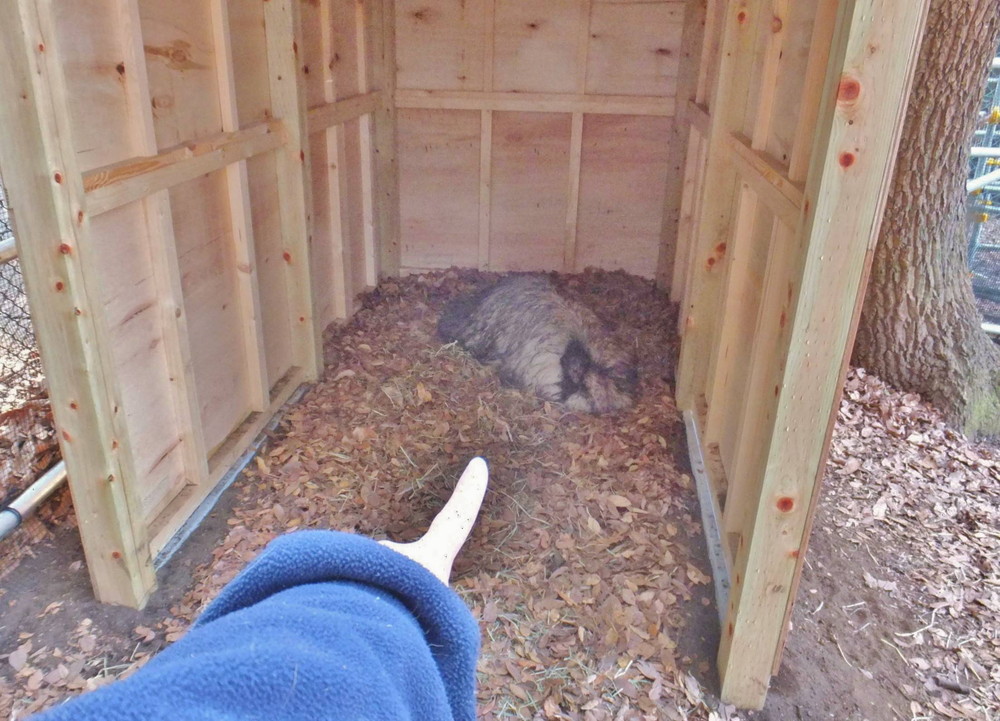 エミュー ただ今抱卵中の写真