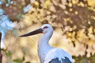 キコニア☆ボイキアナ