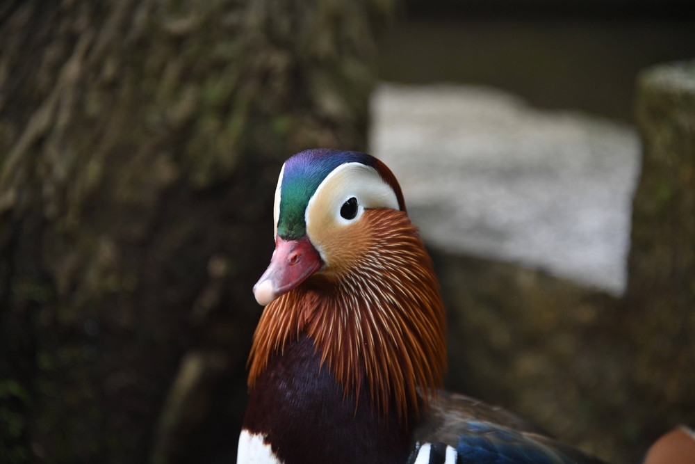華麗なアピールのその裏で...の写真