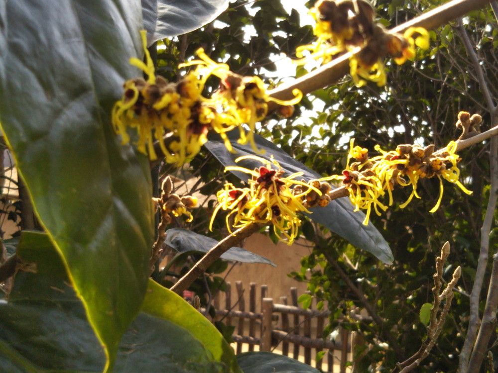 サバンナの花の写真