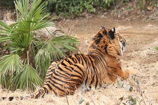 先月中旬に・・・