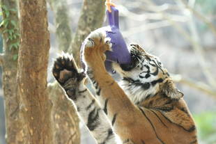 ネコの日に・・・