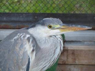 アオサギの採餌練習