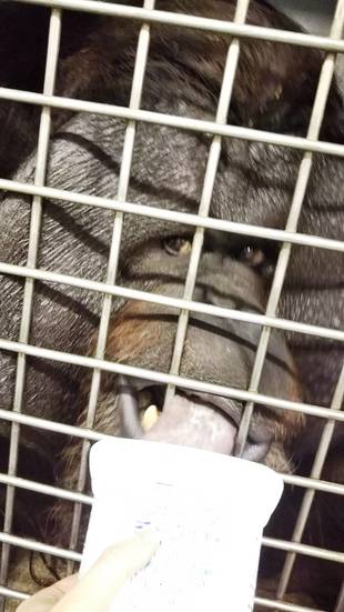 ヨーグルトの食べ方