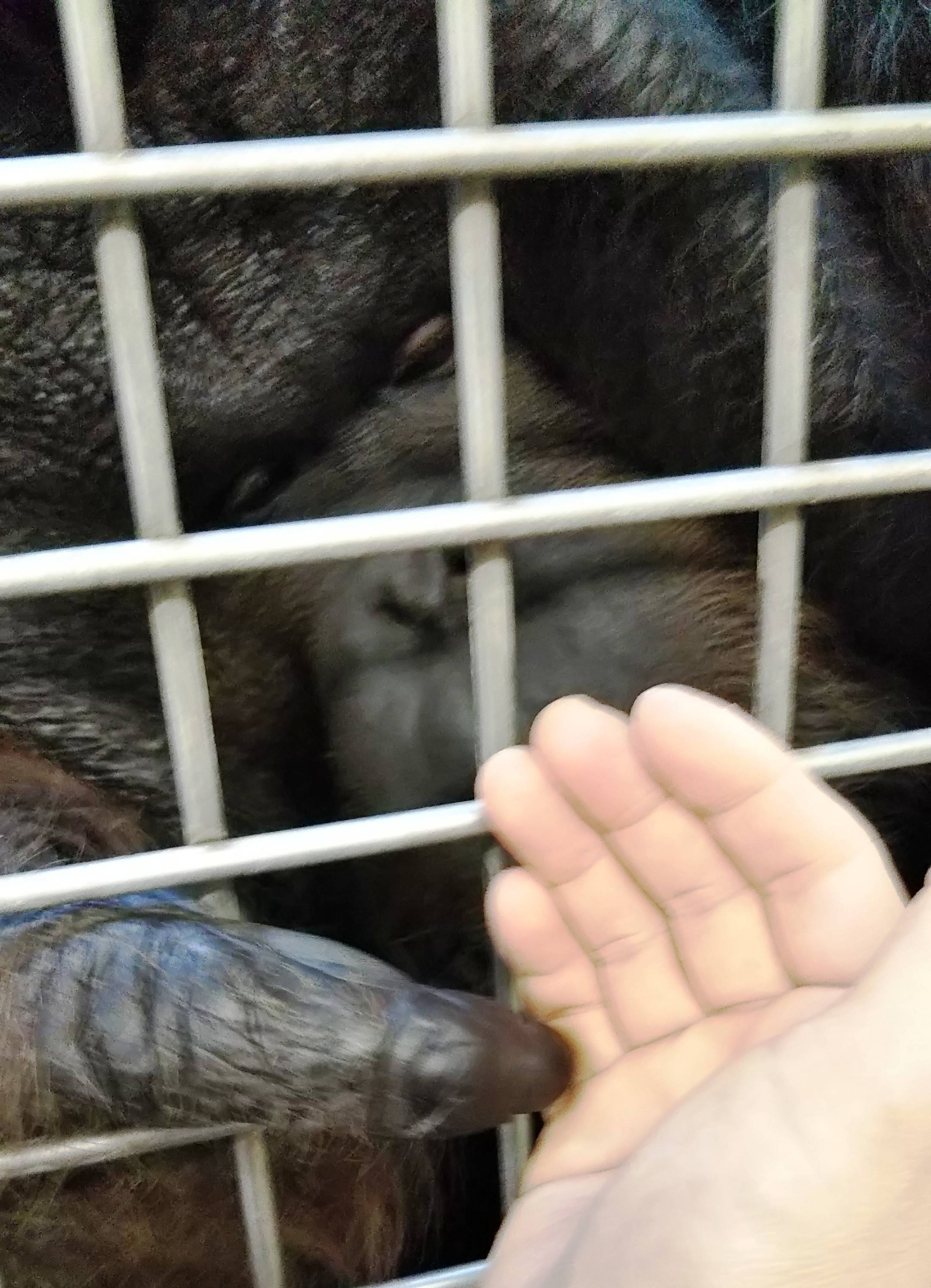 オランウータン朝の挨拶 ジュリーの写真
