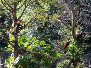 同居してみています