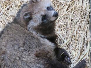 ありがとうダンダン