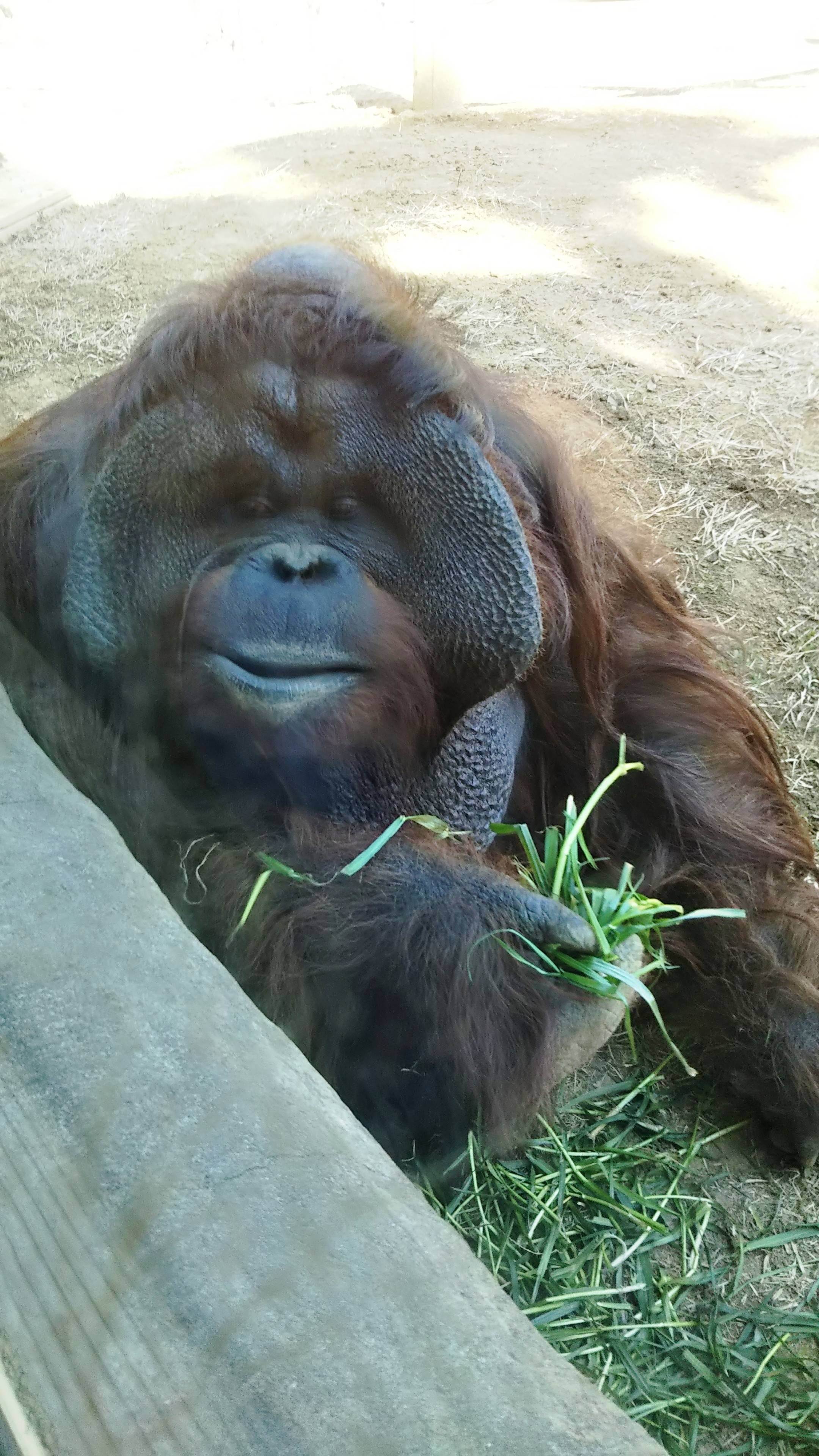 春の青草の写真