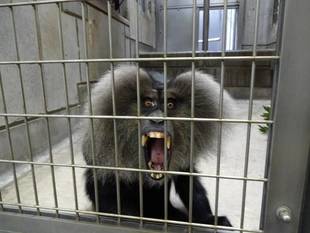 あげてみました③